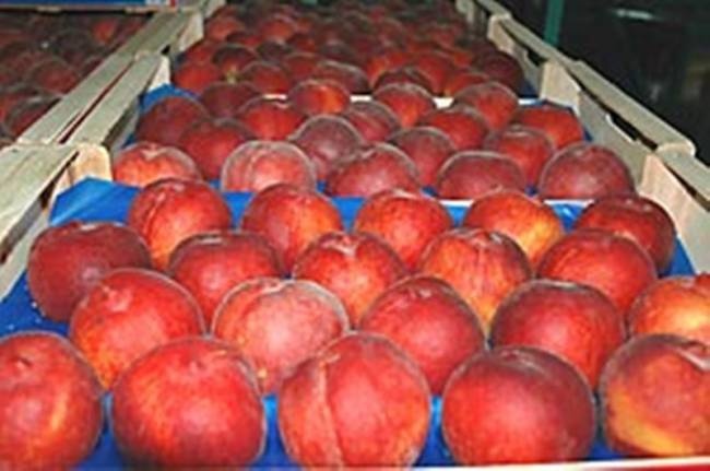 Χιλιάδες τόνοι φρούτων θα μείνουν εκτός Ρωσίας;